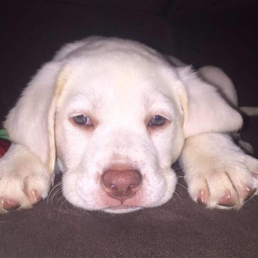 Meet your Posher, Alisa